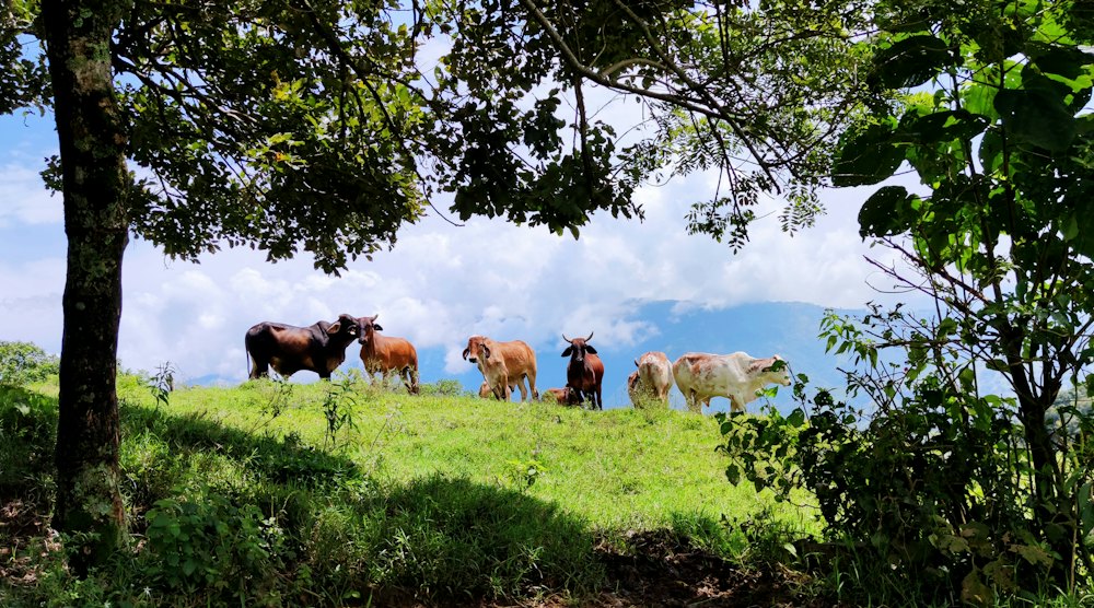 Paisaje campestre (foto de referencia)