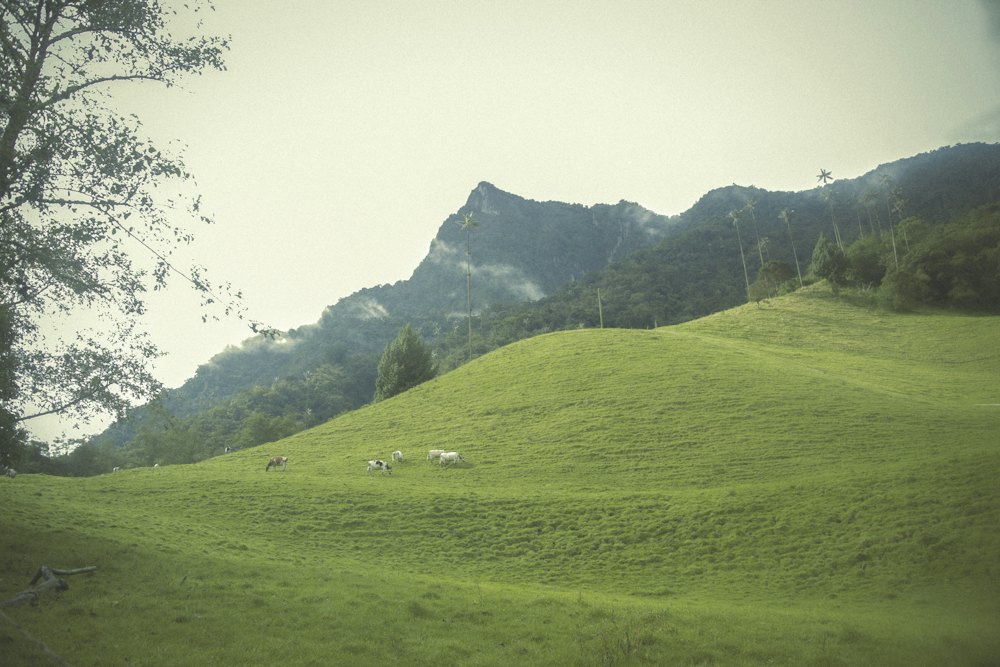 Paisaje campestre (foto de referencia)